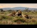 Male Lions Fighting Eachother Over Lions 7 H5 Male Lions Kruger July 5 2026