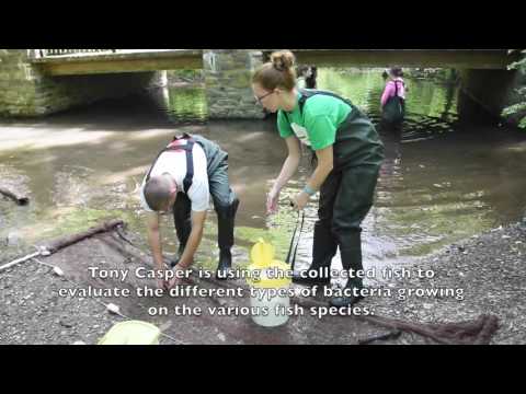 GMercyU Summer Biology Research