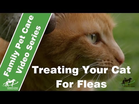 Treating & Preventing Fleas in Cats- Companion Animal Vets