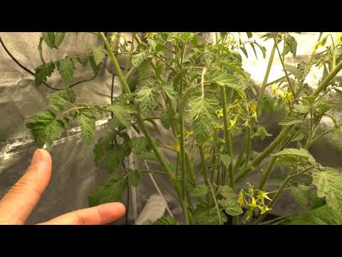 Growing Tomatoes in Hydroponic During Winter