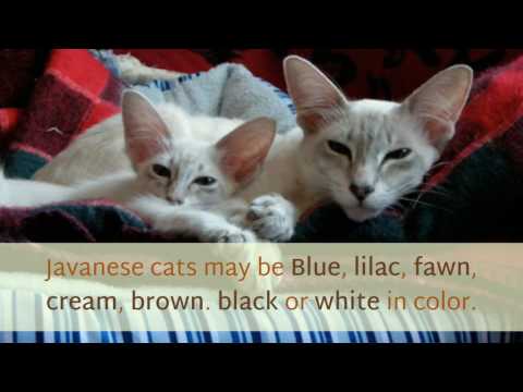 14 Interesting Things You Should Know About Javanese Cat