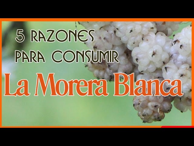 Vídeo relacionado con Moras Blancas BIO 1KG | Sin Azúcares Añadidos, ni Conservantes | Secadas al sol, 100% naturales | Primera Calidad