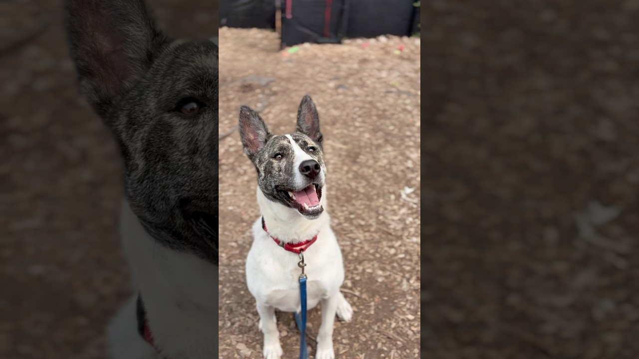 Radar**, a Adoptable mixed breed in Briarcliff Manor, NY video 6/6