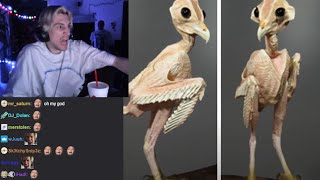 xQc Shocked Seeing An Owl Without Feathers