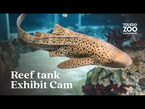 Reef Tank Exhibit Webcam in Toledo Zoo live webcam