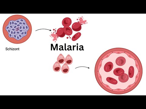 UNDERSTANDING the LIFE CYCLE of PLASMODIUM falciparum: Stages of Malaria Infection Explained