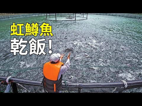 魚的視野