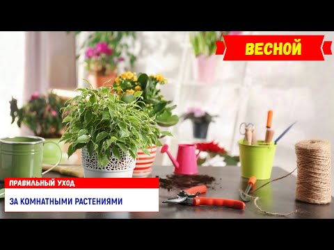 Правильный уход за комнатными растениями весной