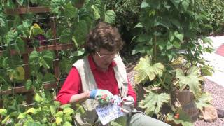 How To Get Rid Of Nematodes In The Vegetable Garden