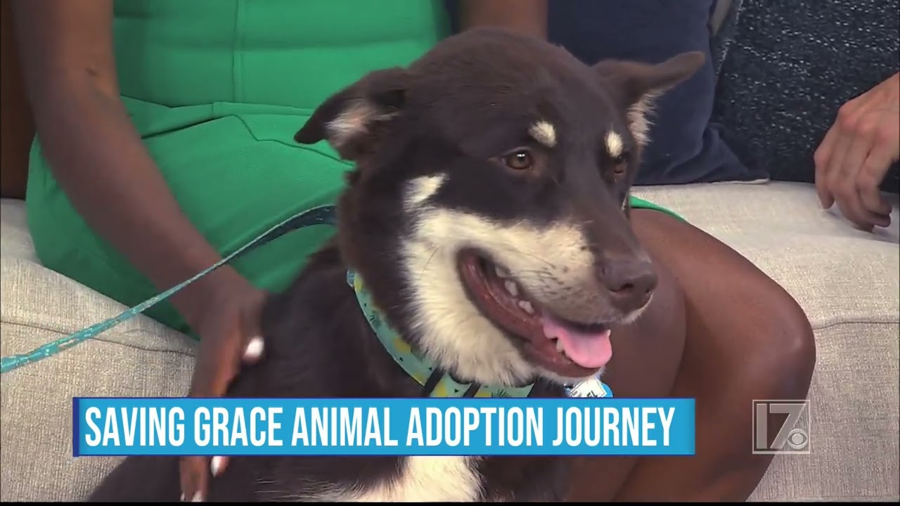 Enlarge Mendel, a Adoptable mixed breed in Wake Forest, NC video 6/6
