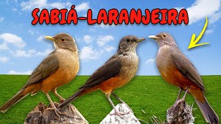 Som dos Animais.  Canto do Sabiá.  Sabiá Laranjeira Cantando