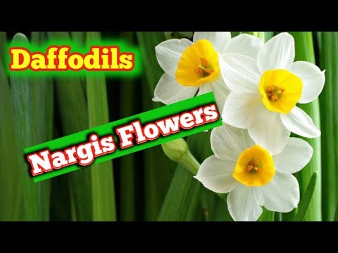 How to grow Narcissus plant | Nargis flowers | How to grow Daffodils
