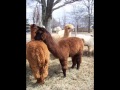 Trace Adkins -My Heaven with Alpacas