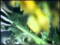Stereolab - Spinal Column