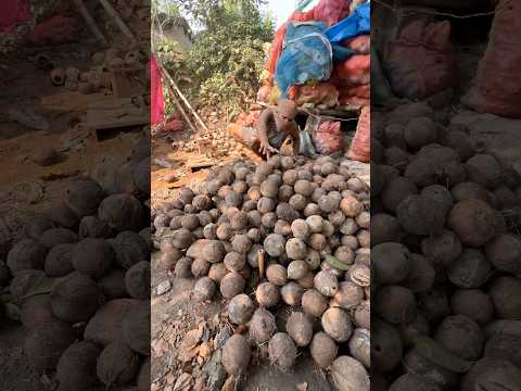 Indian Villagers Making Musical Ektara Using Dry Coconut Shell