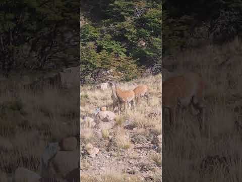 GUANACOS danza de apareamiento  cerca de ESQUEL || #patagonia #chubut || #guanacos #animals #reels