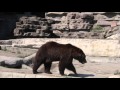 Detroit Zoo Grizzly Bear Brothers Cool Off