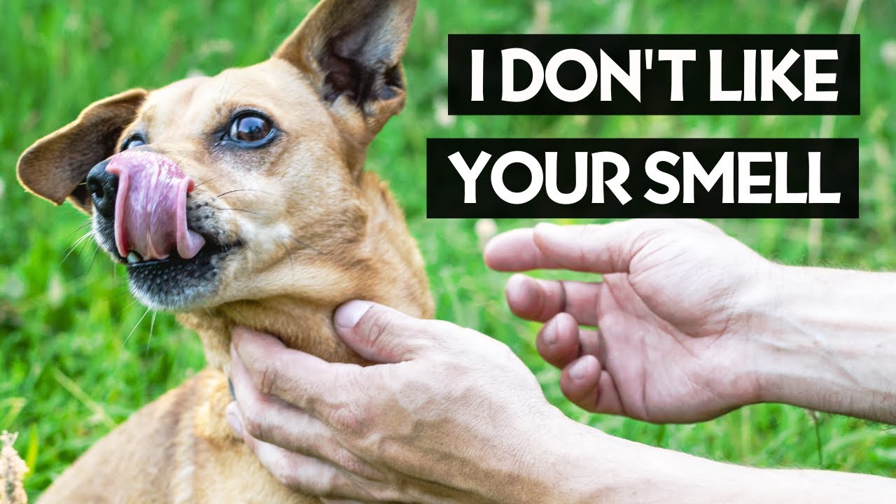 10 Smells Dogs Hate the Most (Be Careful)