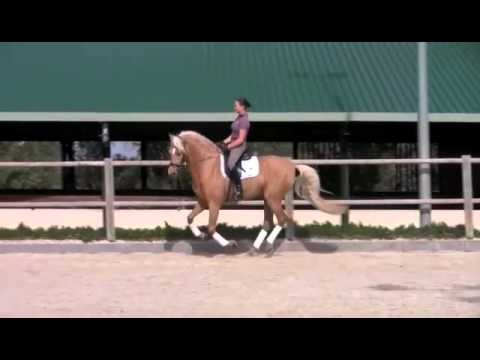 SOLD~ Valentoni - Andalusian Palomino Stallion For Sale