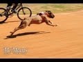 Dog vs Human BMX Race 