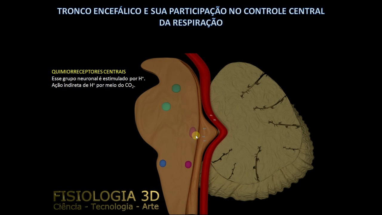 controle respiratório