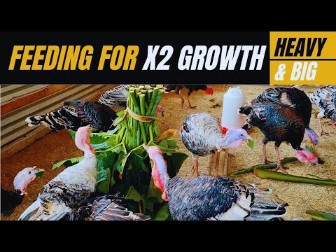 What to feed Turkeys and Poultry in 2026