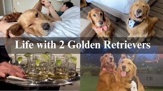 Life with 2 Goldens| Taking My Two Dogs to a Formal/Cocktail Birthday Party!