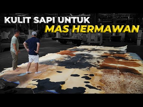 13 KULIT SAPI QURBAN TERNYATA SEBESAR INI GAES..!