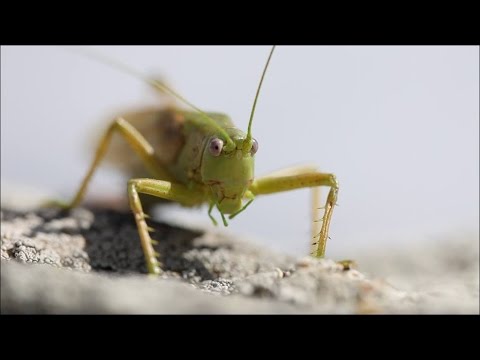 Kitour «Կիտուր»: Lyric Video