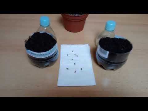 (Odc11) Siew pestek granatów właściwych🌱🌰