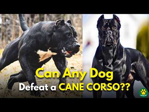 5 Dog Breeds That Could Defeat a CANE CORSO!