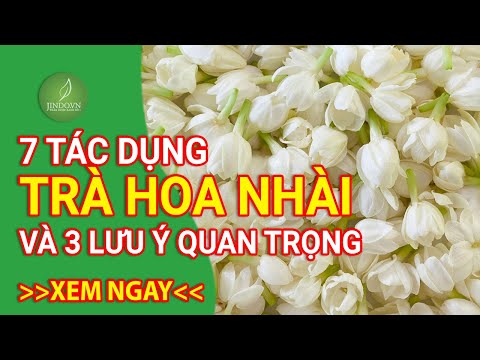 Tác dụng và lưu ý trước khi sử dụng trà hoa nhài