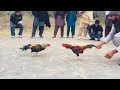 Aseel Murga Ki Ladai Aseel Fight