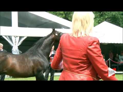 N.261 AJA SANAGOR - Bruges 2016 - Stallions 7+ years old (Class 115)