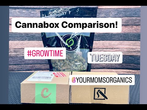 Daily High Club Subscription Box Review I Grow Time I Ep #2
