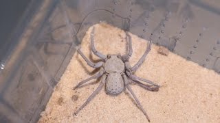 Sicarius terrosus - Una araña de uno de los géneros más venenosos del planeta ☠
