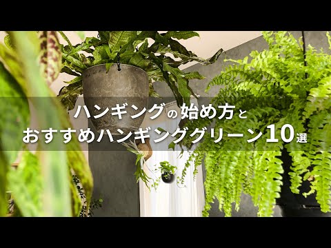 オウムのくちばし インパチェンス ニアメンシス