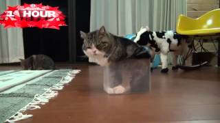 1 HOUR of Funny Cat & Cute Kittens Fail Videos