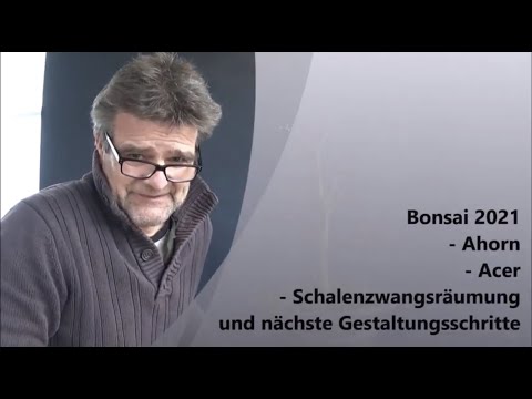 Bonsai 2021-15 - Ahorn - Acer - Schalenzwangsräumung und nächste Gestaltungsschritte