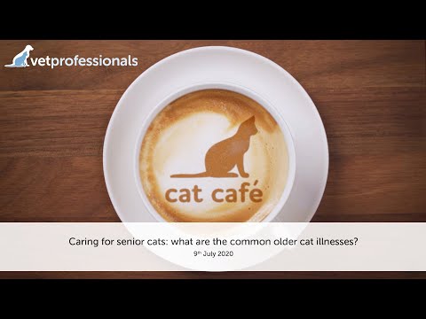 Cat Café: Caring for senior cats: What are the common older cat illnesses? 9th July 2020
