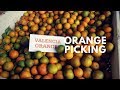 ORANGE PICKING IN ORLANDO