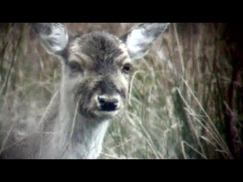 How to head shoot deer out hunting - age restricted - contains graphic images