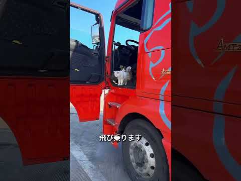 全てのドライブに参加する猫たち