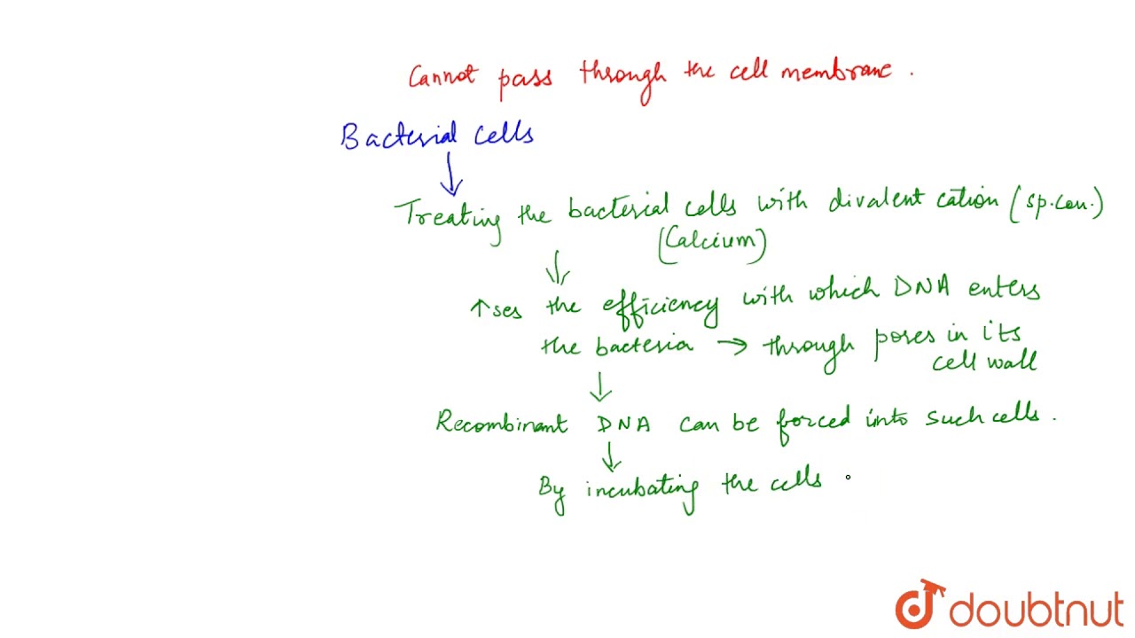 COMPETENT HOST (FOR TRANSFORMATION WITH RECOMBINANT DNA)