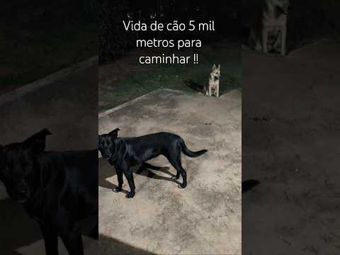 Meus cães de guarda na chácara em Guaraci PR 🇧🇷