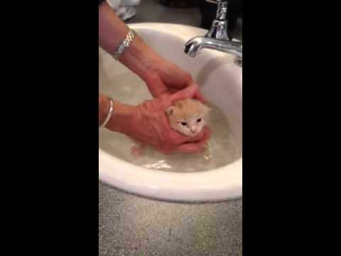 Bathing a two week old kitten