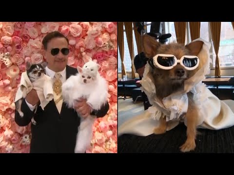 ‘Pet Gala’ Is Like the Met Gala With Fur