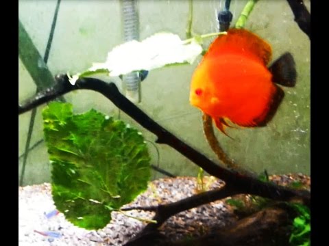 Mulberry Leaves for planted aquarium tank discus. Help Improve Fish health & Fight Bacteria.