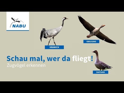 Kraniche und Gänse: Zugvögel am Himmel erkennen