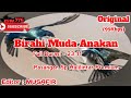 SP ST BIRAHI MUDA ANAKAN By Musafir SUARA TARIK WALET ANAKAN PALING AMPUH